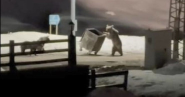 Kars'ta Ayı Ailesinin Çöp Macerası