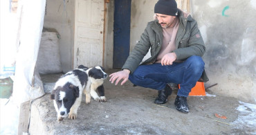Kars'ta Besici Kurt Sürüsünü Kürekle Kovaladı