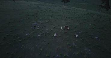 Kars'ta Boz Ayı ile Köpeklerin Kovalamacası Dron ile Kaydedildi