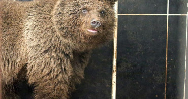 Kars'ta Bozayı Yavrusu İçin Özel Beslenme Programı Uygulanıyor