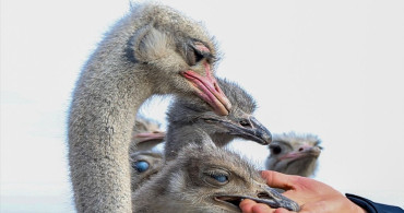 Kars'ta Deve Kuşu Yetiştiriciliği: Metin Tetik'in Çiftlik Hayali