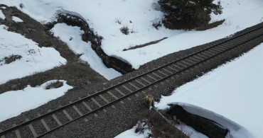 Kars'ta Drone ile Boz Ayının İlginç Karşılaşması