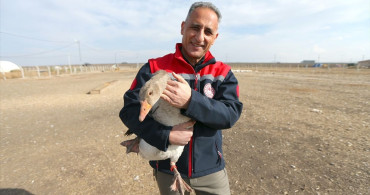 Kars'ta Geleneksel Kaz Yetiştiriciliği