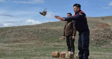 Kars'ta Kaçak Avcılarla Mücadele: 51 Keklik Doğaya Salındı