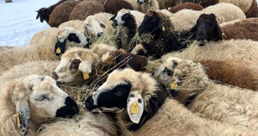 Kars'ta Kış Koşullarında Besicilik Mücadelesi