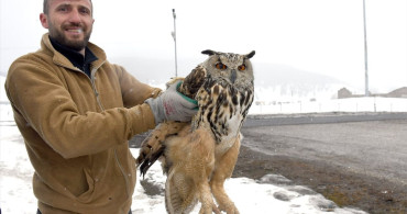 Kars'ta Kulaklı Orman Baykuşu Onarıma Alındı