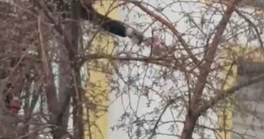 Kars'ta Mahsur Kalan Güvercin İtfaiye Ekipleri Tarafından Kurtarıldı