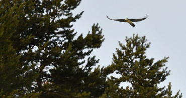 Kars'ta Nadir Görülen Sakallı Akbaba Tespit Edildi