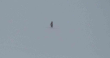 Kars'ta Yalnız Kurt Görüntülendi