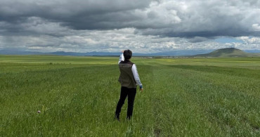 Kars'ta yem bitkileri tespit çalışmaları sürüyor