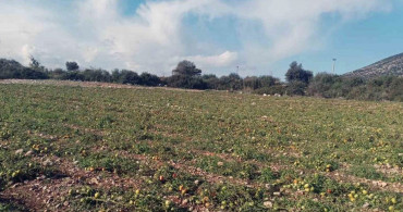 Kasım'da yağmur doldu taştı: Kuraklık stresi ortadan kalktı