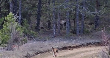 Kastamonu Ormanında Vaşak Görüntülendi