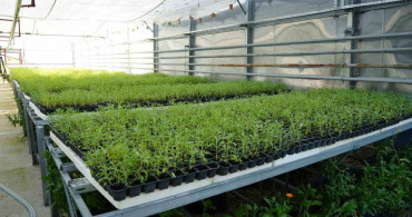 Kastamonu üniversitesi serasında aromatik bitki üretimi çiftçilere ekonomik katkı sağlıyor
