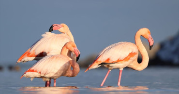 Kastamonu'da Flamingoların Büyüleyici Ziyareti