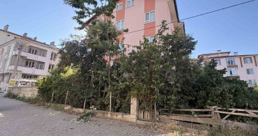 Kastamonu'da ıhlamur toplarken düşen emekli öğretmen yaralandı