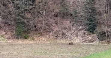 Kastamonu'da Kış Uykusundan Uyanan Ayılar Ormanlık Alanda Görüntülendi