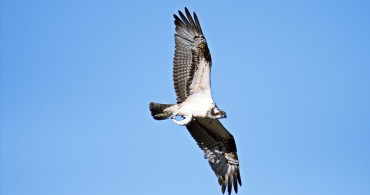 Kastamonu'da Nadir Balık Kartalları Görüntülendi