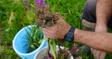 Kastamonu'da salep hasadı devam ediyor, kilosu 13 bin TL'ye satılıyor