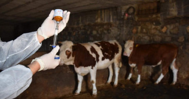 Kastamonu’da şap hastalığı paniği: Bir ilçe karantinaya alındı
