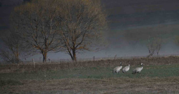 Kastamonu'da Turna Ailesi Görüntülendi