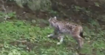 Kastamonu'da Vaşak Görüntülendi