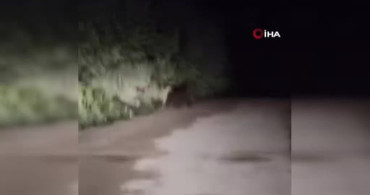 Kastamonu'da yavru ayılarla karşılaşan sürücü panik yaşadı