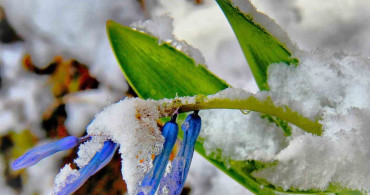 Kaya Sümbülü: Baharın Görsel Şöleni