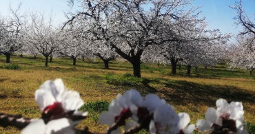 Kayısı Bahçelerinde Zemzemli İlaçlama Geleneği