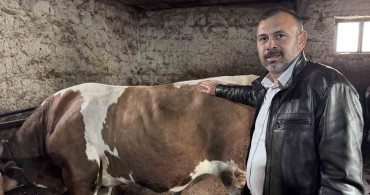 Kayseri'de 1 Tonluk 'Kocaoğlan' Kurbanlık Boğa Alıcı Bekliyor