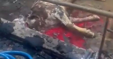 Kayseri'de Ahır Yangını: 12 Büyükbaş Hayvan Telef Oldu