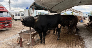 Kayseri'de Kurban Bayramı'nda Rekor Kesim Sayısı