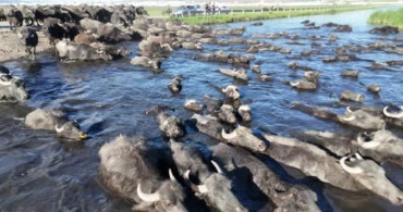 Kayseri’de manda safari deneyimi: Erciyes’in eteklerinde doğal güzellikler