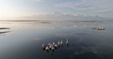 Kayseri’de Pelikan Ziyareti: İlk Grubun Gelişi
