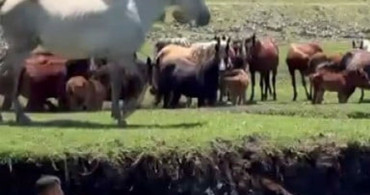 Kayseri'de tayı kurtarmak için suya atlayan kişi kameralara yansıdı