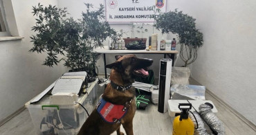 Kayseri'de Yasadışı Kenevir Operasyonu