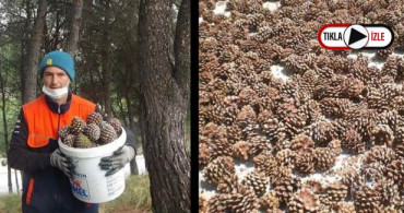Kaz Dağları'ndaki Çam Fıstıkları ile Geçiniyor: Kilosunu 400 TL'den Satıyor