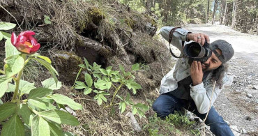 Kazdağı'nda Ayı Gülü Çiçeğine Rekor Ceza