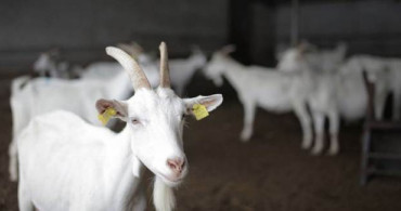 Keçi Sütünde Kovid-19'a Karşı Etkili Protein Bulundu