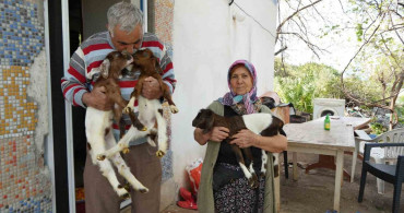 Keçi Yetiştiriciliği Mağduriyeti: Antalya'da Yaşananlar