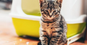 Kedi İdrarı Kokusu Nasıl Gider?