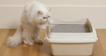 Kedi Kumundaki Korkunç Tehlike! Hangi Hastalığı Tetikliyor?
