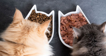 Kedi maması seçimi nasıl olmalıdır?