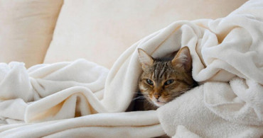 Kedi Nezlesi Nedir? Nasıl Tedavi Edilir?