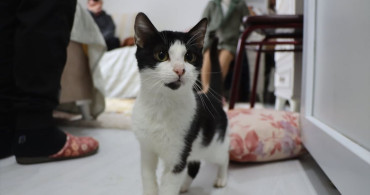 Kedi Sevgisi 40 Kediye Ulaşıyor