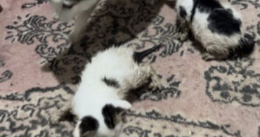 Kedi ve Yavruları Selden Kurtarıldı