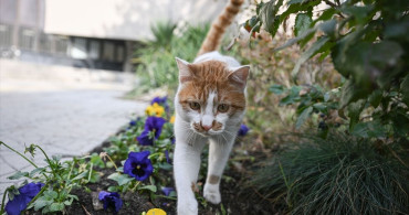Kedilerin İnsanlarla İletişimi Cinsiyete Göre Nasıl Değişiyor?