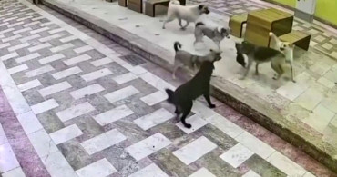 Kedinin tek başına 6 köpekle mücadelesi güvenlik kamerasında kaldı