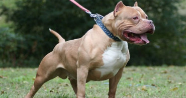 Pitbull Cinsi Köpeğe Kediyi Parçalatan Şahıslar Yakalandı