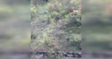 Kekik Toplayan Vatandaş Kurtlarla Karşılaştı