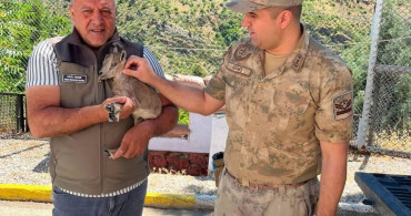 Kemaliye'de bitkin halde bulunan yavru dağ keçisi koruma altına alındı